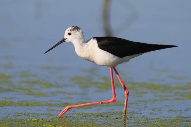 Siyah kanatlar ölçü