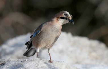 komik Bayağı alakarga