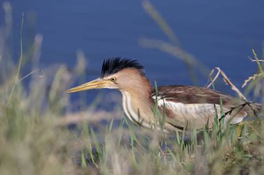 Çok portre kadar yakın kadın küçük Balaban