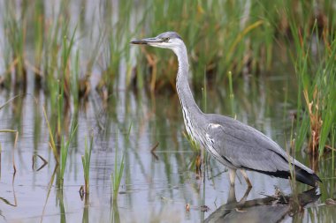 Gri balıkçıl portresi