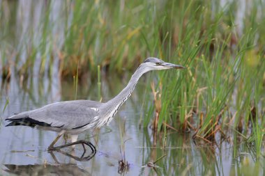 gri balıkçıl avcılık 