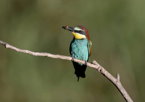 Bee eater siedzi na gałęzi — Zdjęcie stockowe