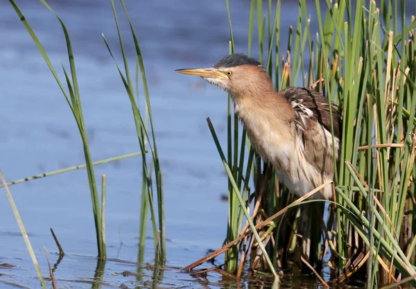 Gizli bir küçük avcı