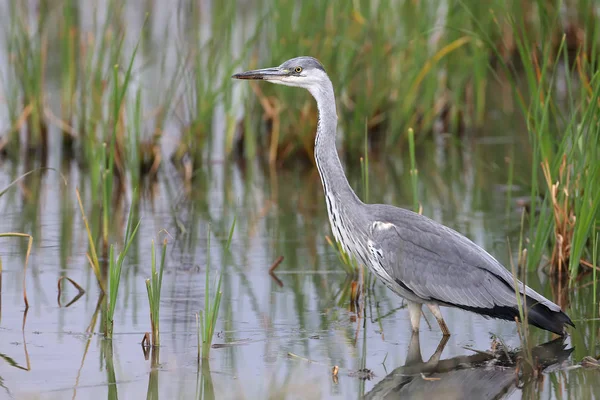 Een portret van de reiger — Stockfoto