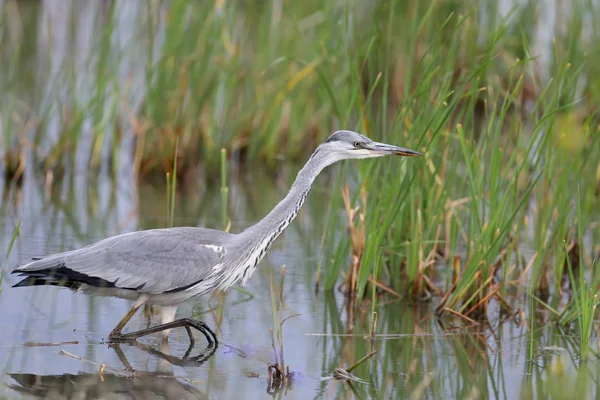 gri balıkçıl avcılık 