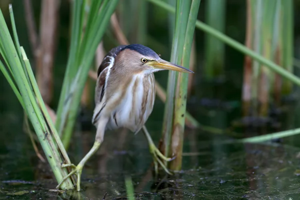 Frontal portre kadın küçük Balaban