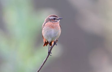 Whinchat erkek  