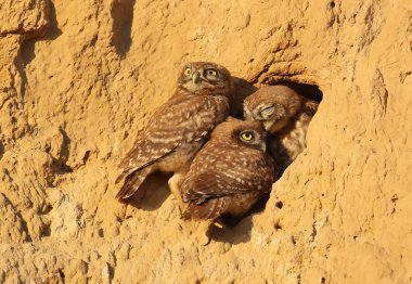 Kukumav yuva yakınındaki civciv