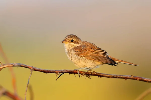 Chick av röda backas törnskata — Stockfoto