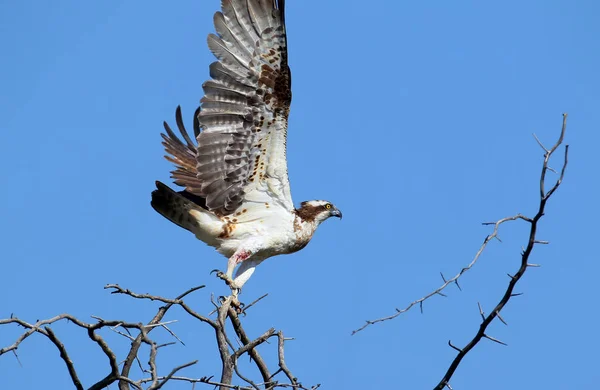 De gewonde osprey neemt af — Stockfoto