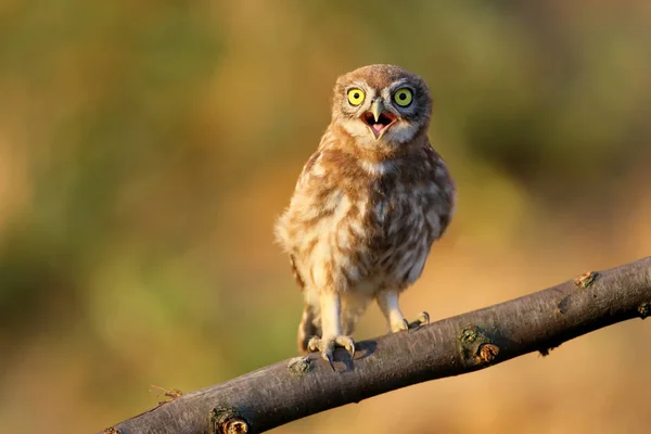 Chicks of a little owl — Stock Photo, Image