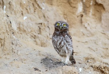 Piliçler gerginim baykuş 