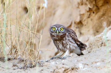Piliçler gerginim baykuş 