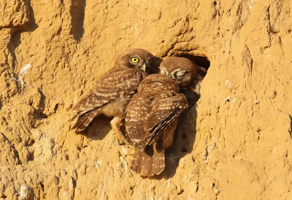 Vänliga little owls kyss — Stockfoto