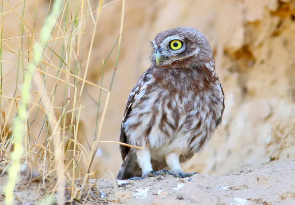 Pollitos de un pequeño búho son fotografiados cerca de su nido . —  Fotos de Stock