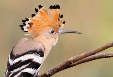 İbibik kapatmak dikey