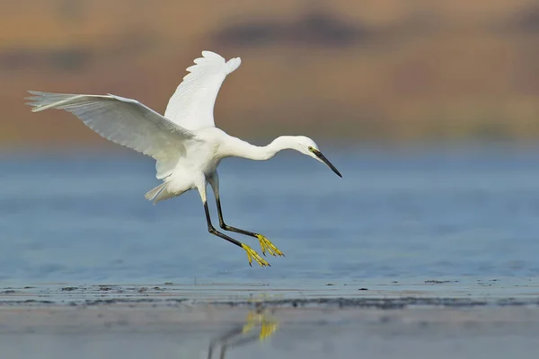 Silberreiher landet auf dem Wasser — Stockfoto