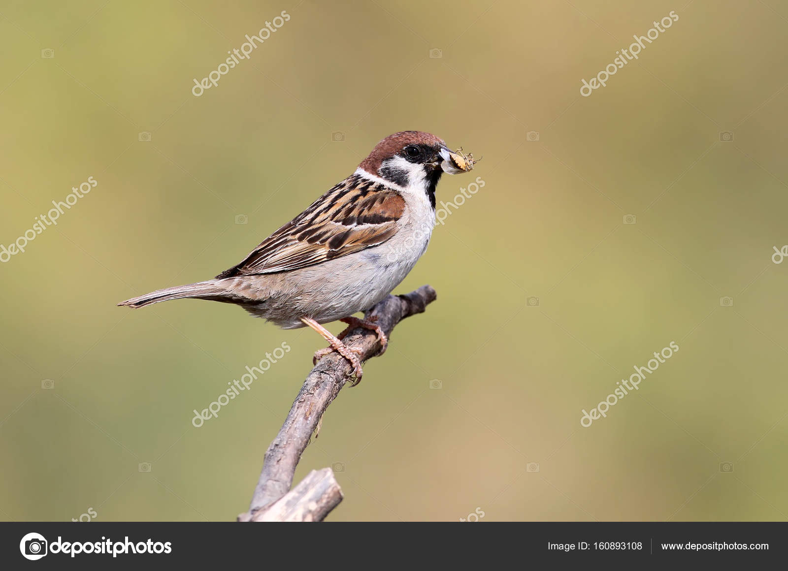 воробьи и насекомые. и жука и воробья. птенец полевого воробья. воробьи на земле. птица ест муху.