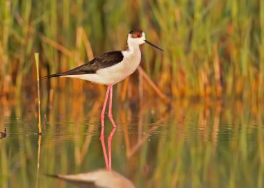 Siyah kanatlı Stilt Sabah ışığında