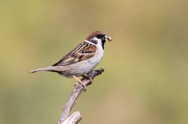 Dağ sparrow ile av 