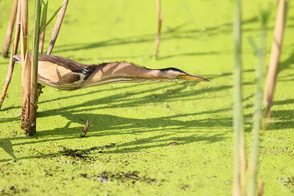 Female little bittern ready to attack — Stock Photo, Image