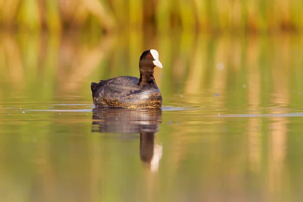 Euraziatische voet (Fulica atra)) — Stockfoto