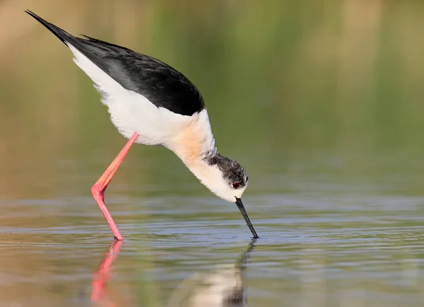 Porträtt black-winged stilt — Stockfoto