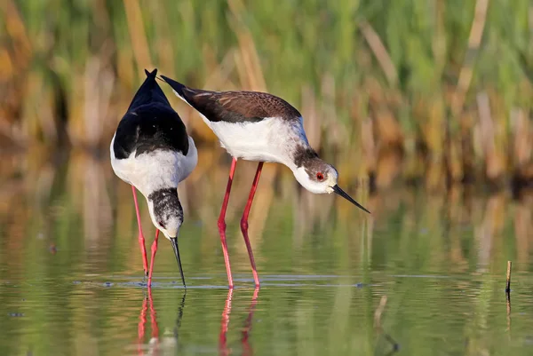Bayağı uzunbacak güzel bir çift 