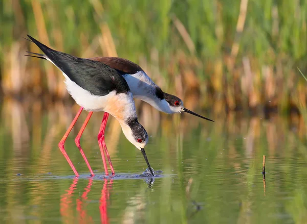 Bayağı uzunbacak birkaç 