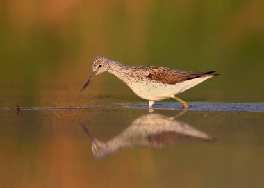 Ortak greenshank