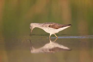 Greenshank poz fotoğrafçı. 