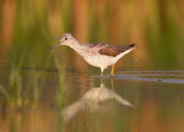 Greenshank izlerken fotoğrafçı