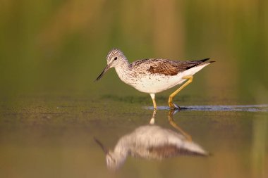 Greenshank izlerken fotoğrafçı