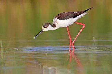 Portre Bayağı uzunbacak 