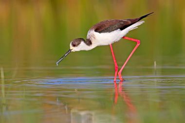 Portre Uzunbacak sabah aydınlık içinde