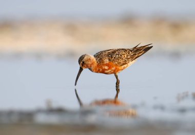 Kızıl kum kuşu (Calidris ferruginea)