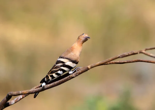 Unusual view on hoopoe. — Stock Photo, Image