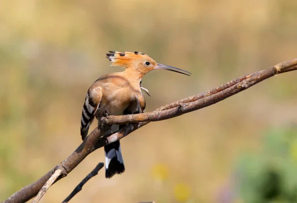 Hoopoe posando en rama — Foto de Stock