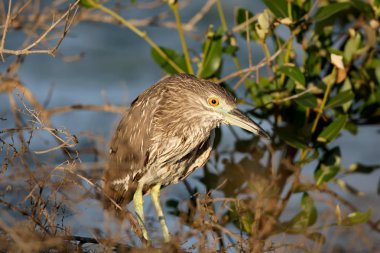 Yumuşak sabah ışık genç Yeşil balıkçıl 