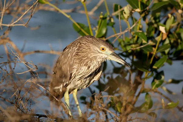 Yumuşak sabah ışık genç Yeşil balıkçıl 