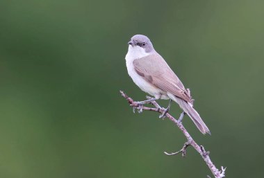 Küçük akgerdan (Sylvia curruca)