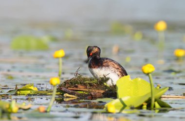 Kara boyunlu batağan içinde yuva üzerinde parlak üreme kuş tüyü. Sıradışı bir bakış açısı ve yumuşak sabah ışık.