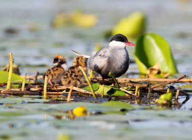 Yuva üzerinde piliçle bıyıklı sumru. 