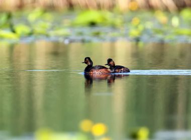 Bir çift içinde kuş tüyü yüzme su doğurmak siyah boyunlu batağan
