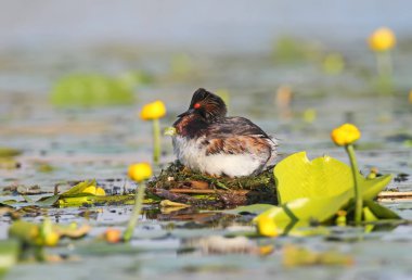 İçinde yuva üzerinde tüyleri doğurmak erkek siyah boyunlu batağan. 