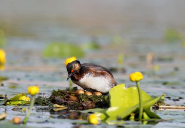 İçinde yuva koruyan tüyleri doğurmak siyah boyunlu batağan 
