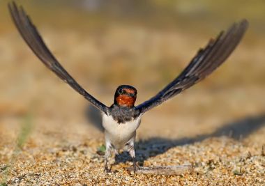 Yumuşak gün ışığına kırlangıcı açık geniş kanatları.