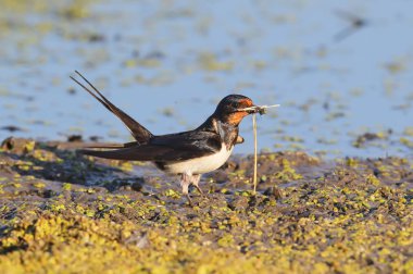 Kırlangıcı (Hirundo rustica) yakın çekim yumuşak sabah ışığında