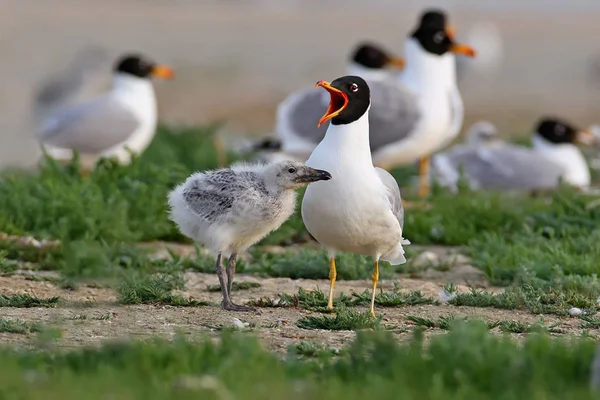 Pallas's gull or great black-headed gull with their chick on the colony — Stock Photo, Image