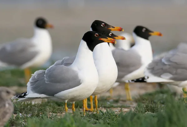 Plusieurs mouette pâle dans la lumière douce du matin — Photo